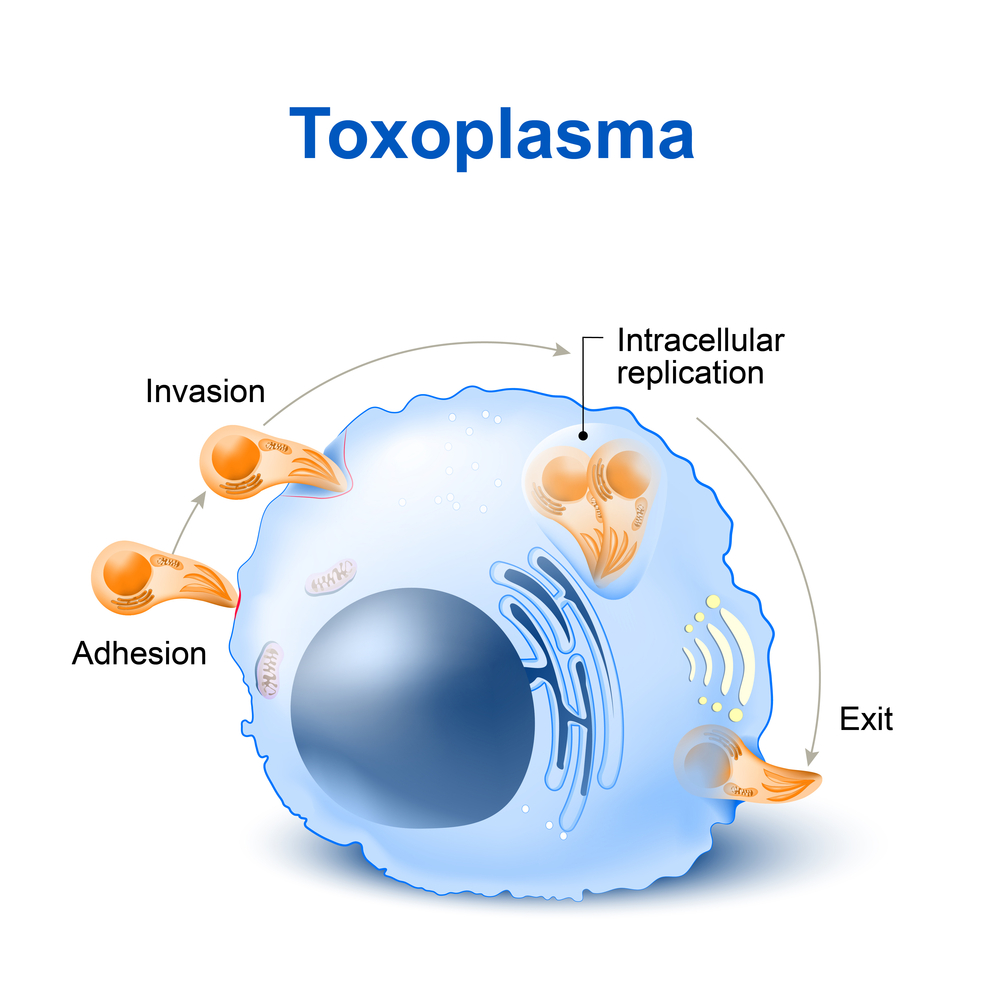 Toxoplasma Brain Parasite Modulates Parkinson's Signaling Toxoplasma Brain Parasite Modulates Parkinson's Signaling